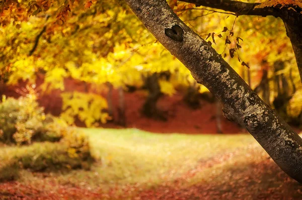 Az őszi táj. színes fák a mély erdőben — Stock Fotó