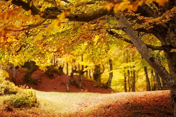 Outono paisagem. árvores coloridas na floresta profunda — Fotografia de Stock