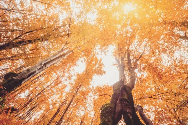 Красочные Осенние Деревья Лесу Натуральный Фон Фотография Мягким Фокусом — стоковое фото