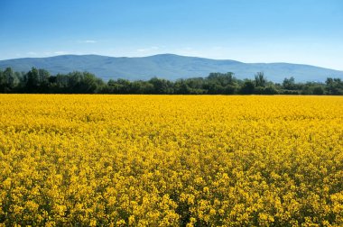 mavi bulutlu gökyüzü altında sarı çiçeklerin kırsal alan. Doğal