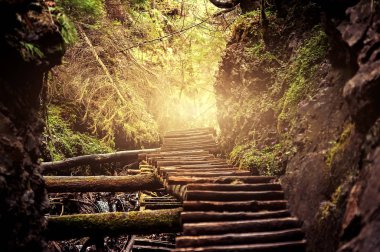 t güneş ışığı ile derin orman throught eski ahşap merdiven