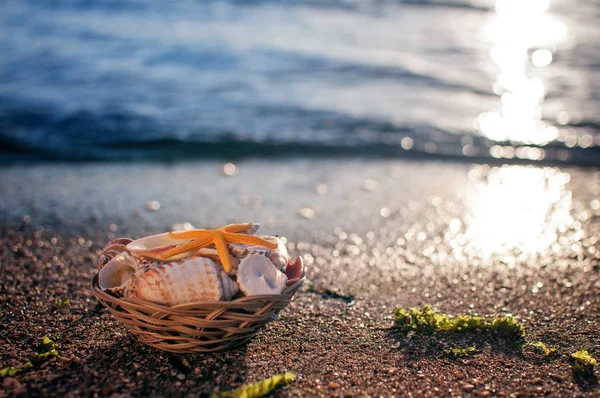 Κοντινό Κέλυφος Στην Αμμώδη Παραλία Του Ωκεανού Ηλιοβασίλεμα Φυσικό Vintage — Φωτογραφία Αρχείου