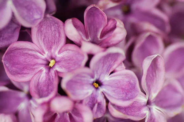 Primo piano fiore viola. sfondo floreale primavera. immagine con — Foto Stock