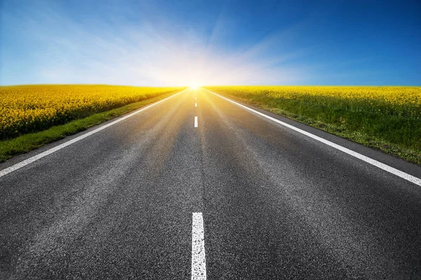 boş asfalt yol ve sarı çiçekler çiçek alanı. Doğal  