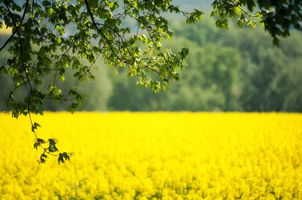 Grüner Baum und gelbes Blumenfeld. natürliche Sommer Hintergrund wi — Stockfoto