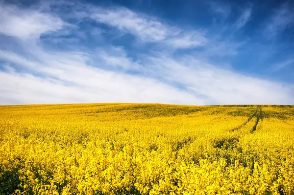 Květy oleje v řepném poli s modrým nebem a mraky. Natura — Stock fotografie