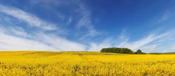 Panorama van mooi veld van gele bloemen onder verbazingwekkende clou — Stockfoto