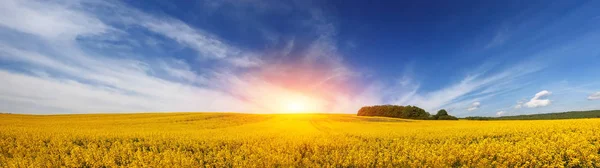 Panorama krásného pole žlutých květin pod úžasným prcek — Stock fotografie