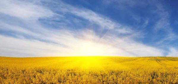 Panorama de hermoso campo de flores amarillas bajo increíble clou — Foto de Stock