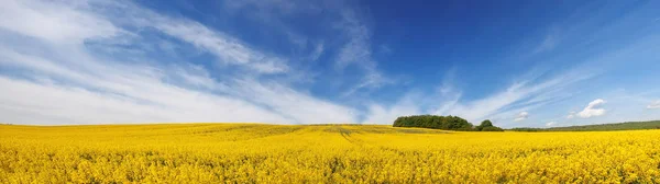 Panorama krásného pole žlutých květin pod úžasným prcek — Stock fotografie