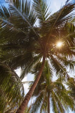 hindistan cevizi avuç içi ve mavi bulutlu gökyüzü.doğal yaz arka plan