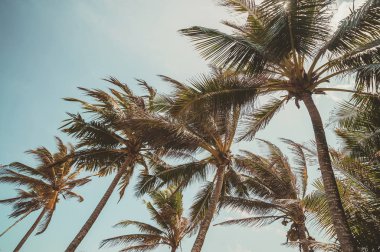 hindistan cevizi avuç içi ve mavi bulutlu gökyüzü.doğal vintage yaz backgr