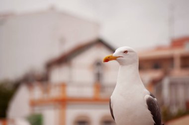 eski Avrupa binasının çatısında closeup martı