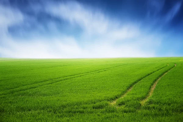 Gebied Van Groen Gras Schone Blauwe Lucht Natuurlijke Zomer Achtergrond — Stockfoto