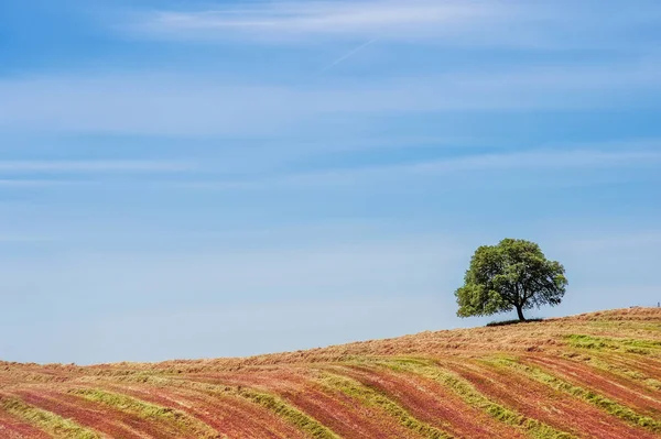Сельское поле, зеленое дерево на горизонте и голубое облачное небо. природный — стоковое фото