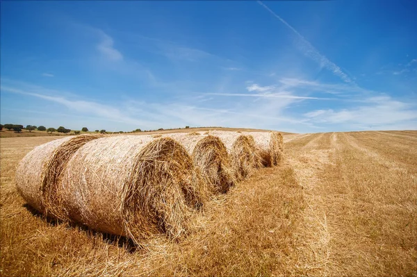 Heuhaufen auf einem Weizenfeld unter dem strahlend blauen bewölkten Himmel — Stockfoto