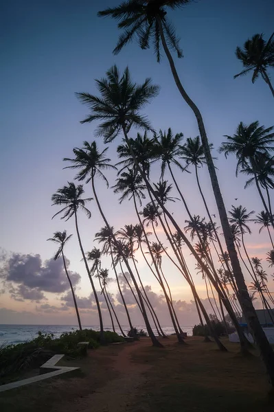 Praia oceânica ao pôr-do-sol com palmeiras no horizonte — Fotografia de Stock