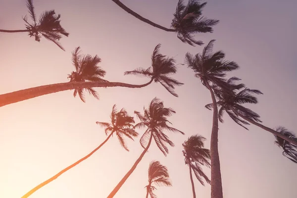 Gün batımında palmiye ağaçlarının siluetleri. vintage resim — Stok fotoğraf