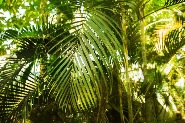 coconut palm branches