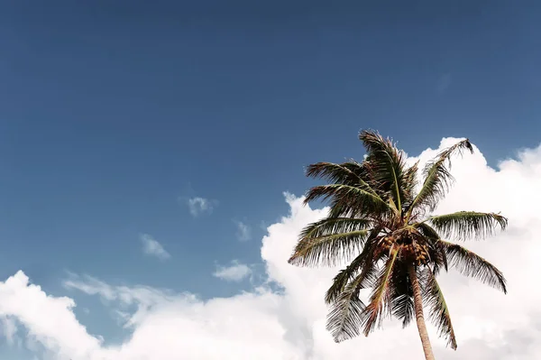 Palmy kokosowe i niebieskie zachmurzone niebo. naturalne tło lato — Zdjęcie stockowe