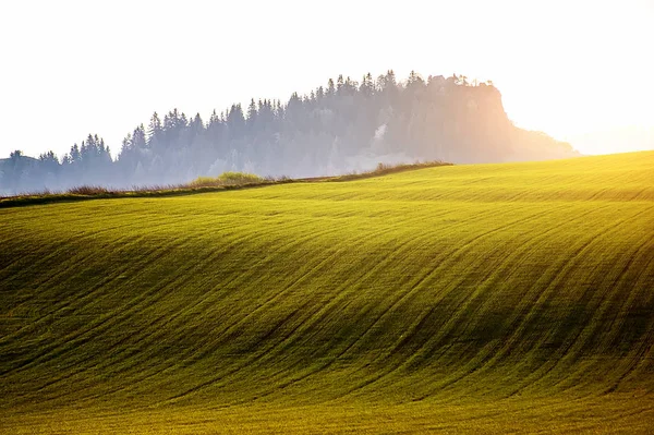 Beautiful field of fresh green grass. natural spring or  summer — Stock Photo, Image