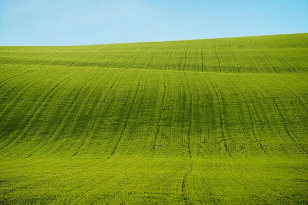 緑の草ときれいな青い空のフィールド。自然の夏のバックグルー — ストック写真