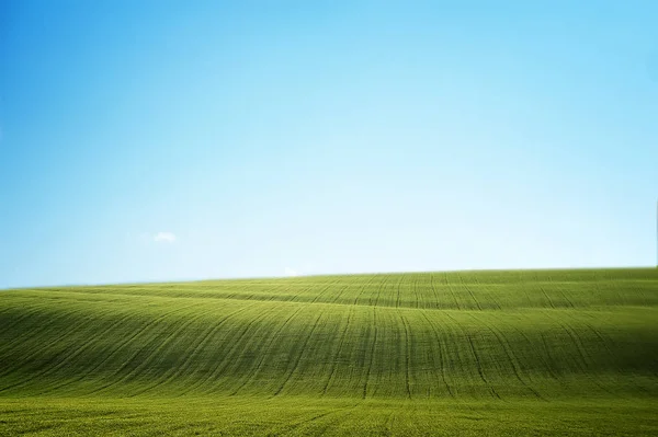 Gebied van groen gras en schone blauwe lucht. natuurlijke zomer backgrou — Stockfoto