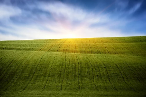 Campo de hierba verde y cielo azul limpio. fondos naturales de verano —  Fotos de Stock