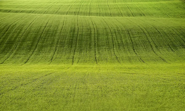 Campo de grama verde fresco. fundo natural de verão — Fotografia de Stock