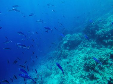 Derin denizde egzotik balık sürüsü