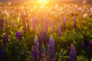 gün doğumunda kırsal alanda güzel mavi ve mor lupines (s