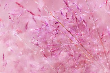 bea ile soyut (defokus, bulanık) doğal çiçek arka plan