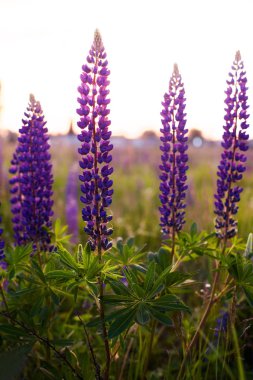 Güzel mavi ve mor lupinler kırsal alanda gündoğumunda (günbatımında). Doğal çiçek arkaplanı