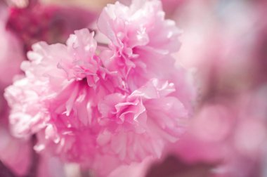 güzel closeup sakura çiçekler. doğal arka plan. yumuşak odak resimle