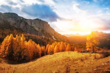 dağlarda güzel altın sonbahar. doğal arka plan. Yap