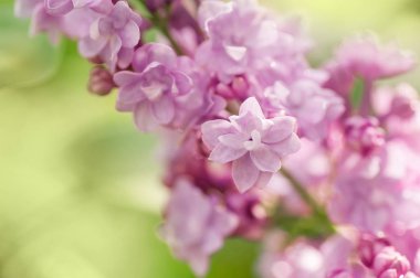 Yakın plan leylak çiçeği. Yumuşak odaklı resim ve metin için boşluk. Doğal kıvrım yaz arkaplanı.
