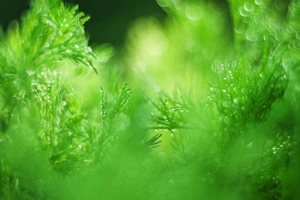 Abstracto (desenfocado, borroso) fondo de hierba natural con bea — Foto de Stock