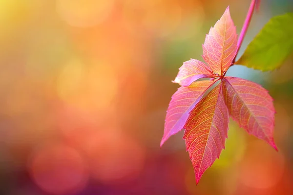 Цветные осенние листья. Естественный фон — стоковое фото