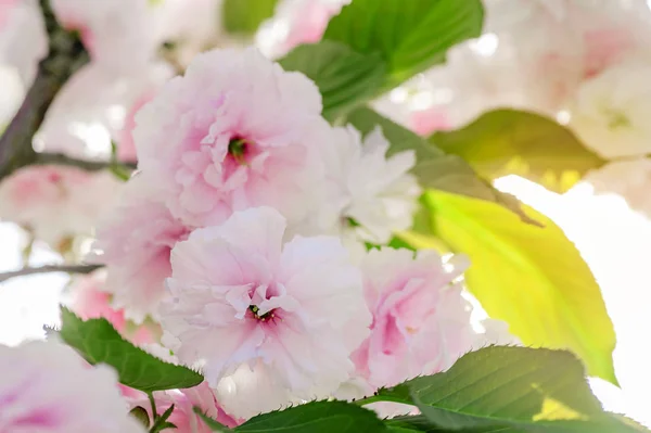 美しいクローズ アップ桜の花 自然な背景 ソフト フォーカス画像 — ストック写真