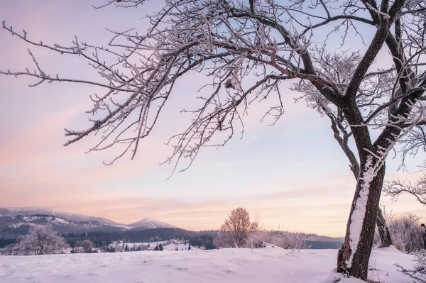 Holý Strom Zasněžené Krajině Při Západu Slunce — Stock fotografie