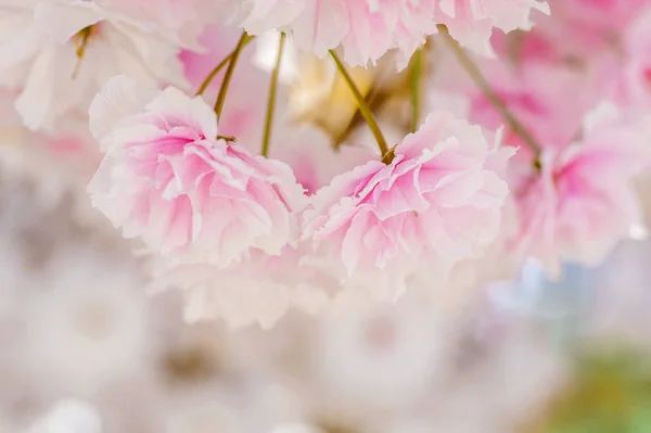 Красивые Цветы Сакуры Крупным Планом Натуральный Фон Фотография Мягким Фокусом — стоковое фото