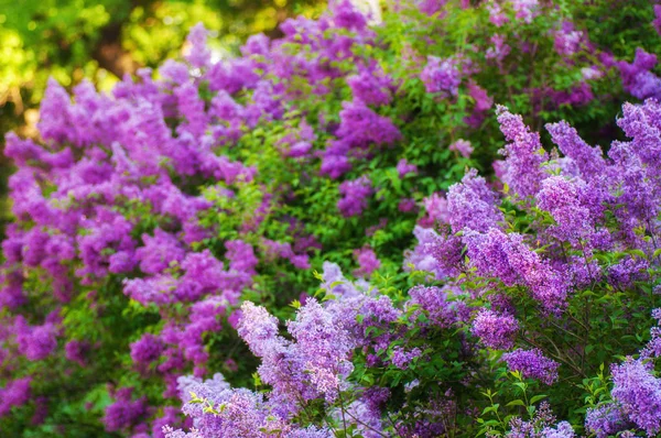 Nahaufnahme ultraviolette Blume. Blümchenfrühling. Bild wi — Stockfoto