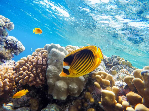 Barriera corallina colorata e pesci brillanti — Foto Stock