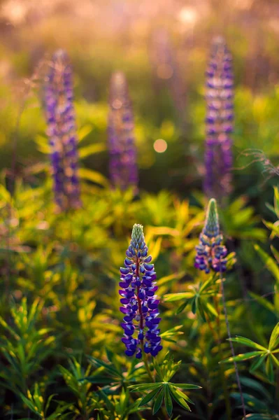 Bellissimi lupini blu e viola in campo rurale all'alba (s — Foto Stock