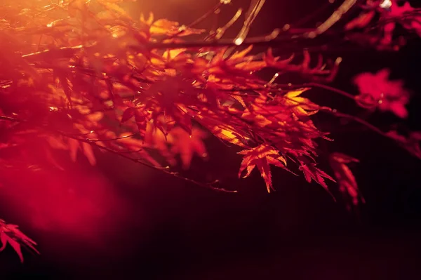 Красные листья на ветке дерева. натуральный осенний фон — стоковое фото