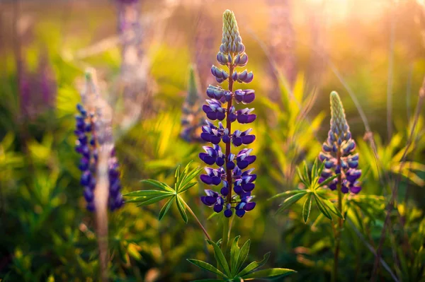 Mooie blauwe en Violet lupine in landelijk gebied bij zonsopgang (s — Stockfoto