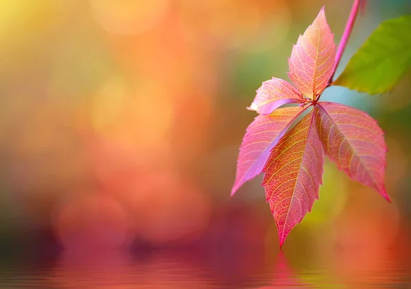 Красочные осенние листья с отражением на воде. природный бэкгро — стоковое фото