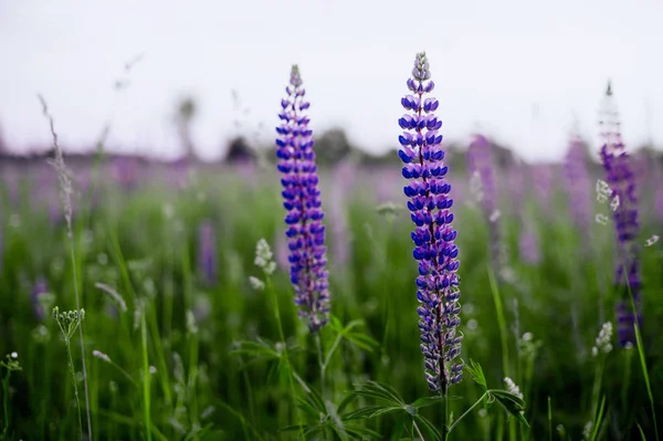 Mooie Blauwe Violette Lupine Het Platteland Bij Zonsopgang Zonsondergang Natuurlijke — Stockfoto