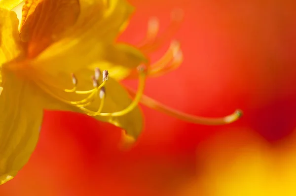 Flor amarilla de primer plano. fondo de primavera floral. imagen con tan — Foto de Stock