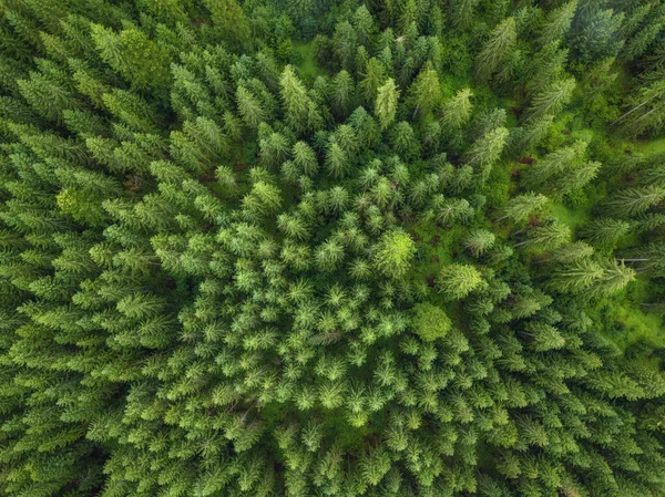 Arial slöja av grön skog. drönarskott — Stockfoto